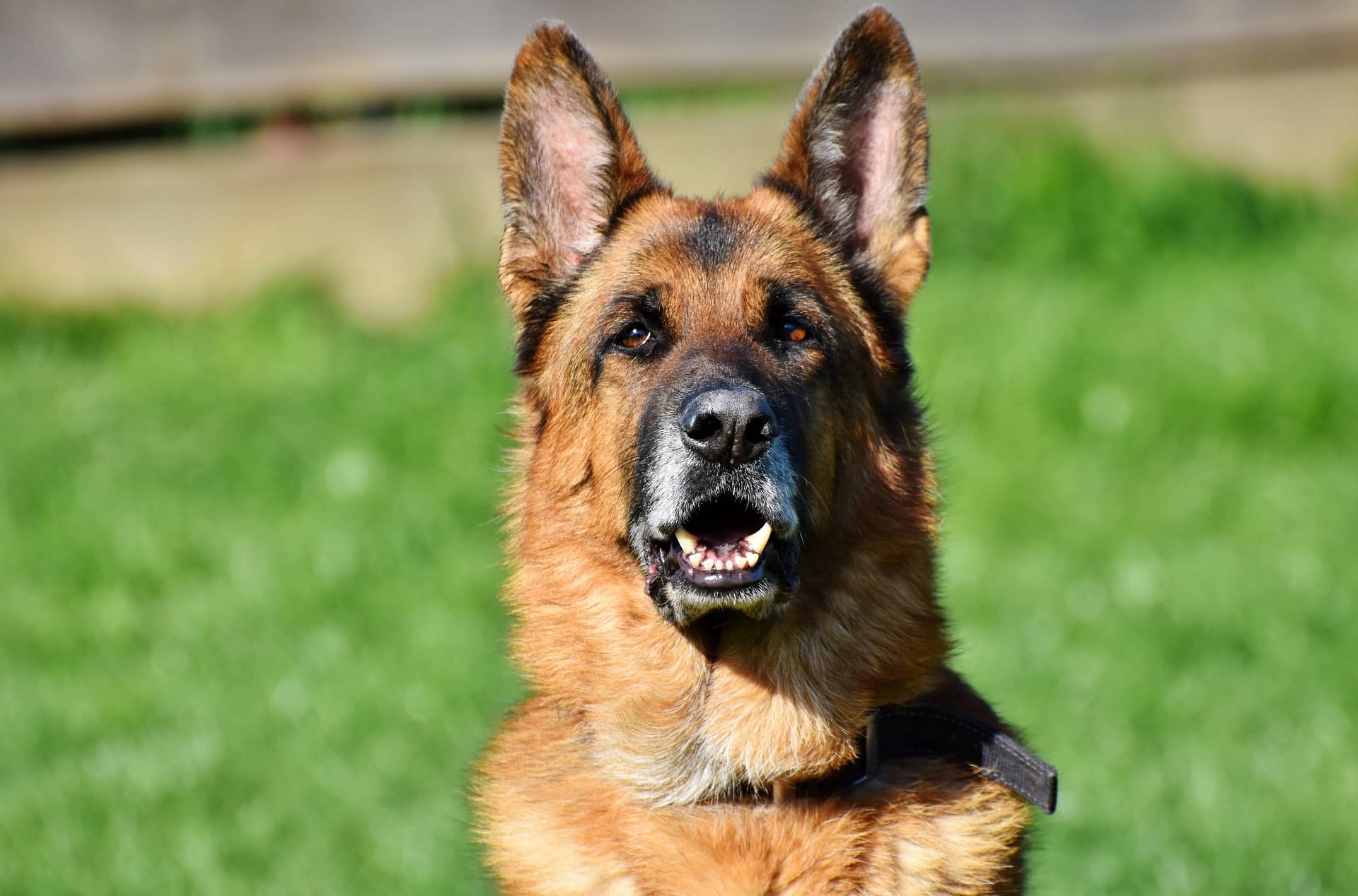 how to know german shepherd original breed