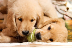 Two Golden Retriever puppies playing together