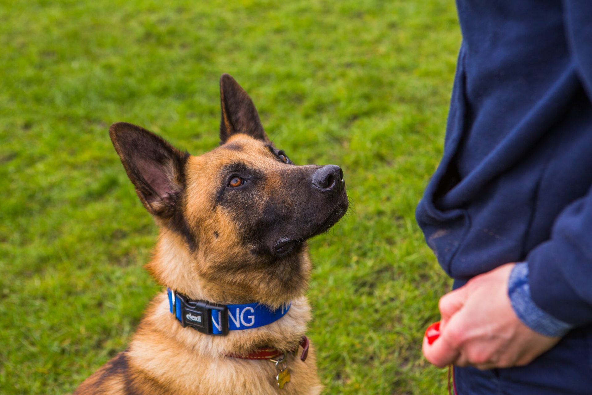 marcus-the-german-shepherd-royvon