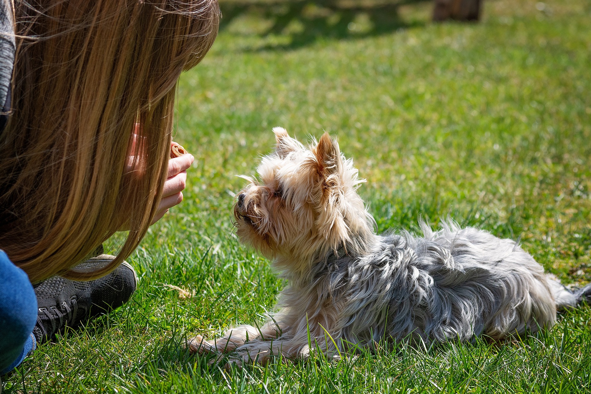 uneasy-about-residential-dog-training-we-re-here-to-help-royvon-dog