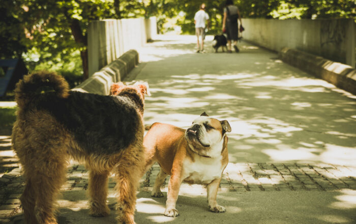 Transition of Dog on Dog Aggression