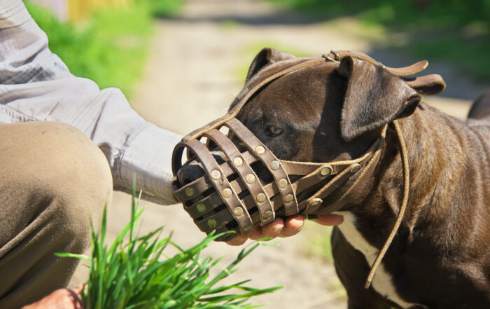 muzzle train dog scared