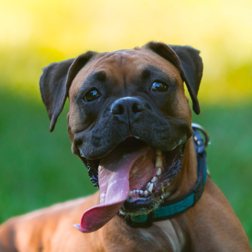 Boxer dog training with Royvon Dog Training and Hotels
