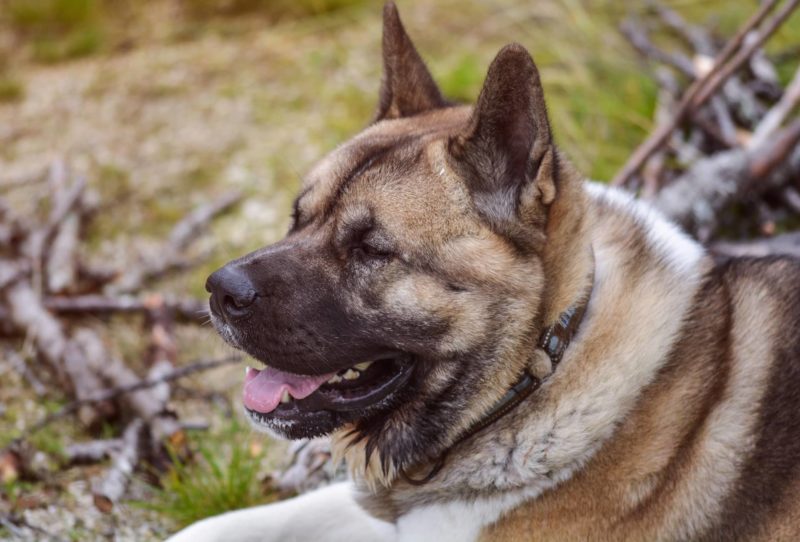 Akita Puppy & Dog Training | Royvon Residential Akita Training