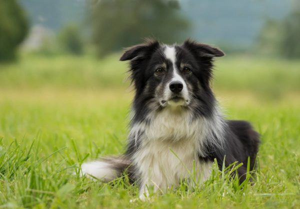 Border Collie Training