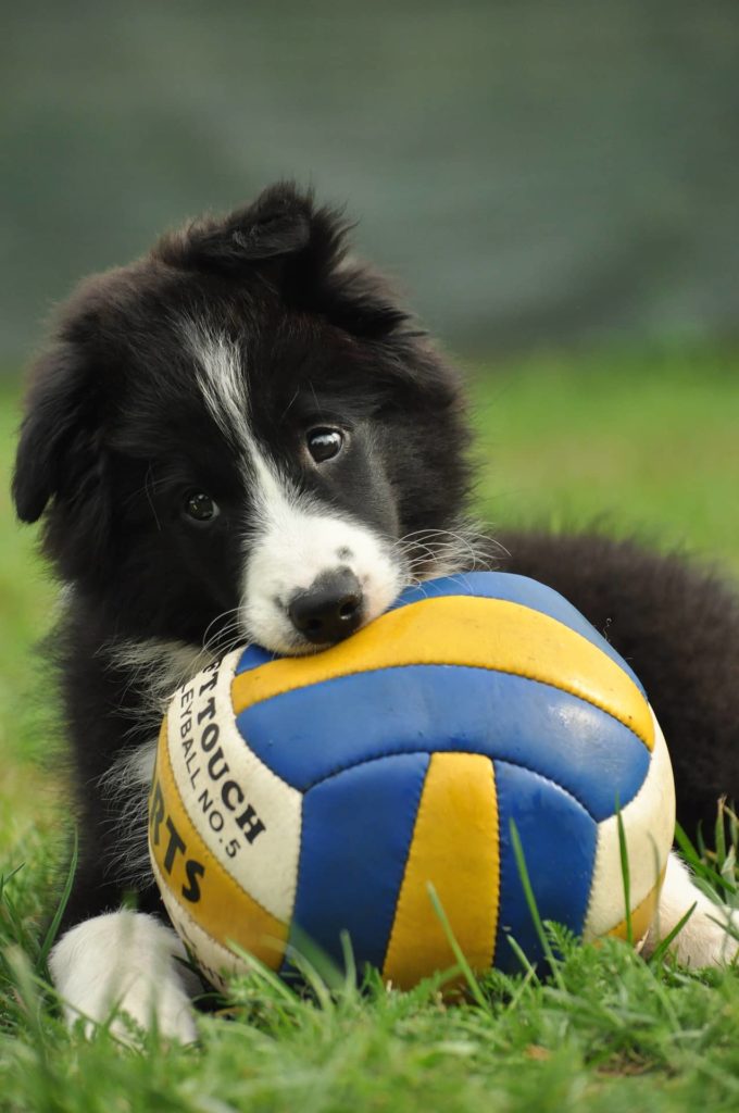 Border Collie Training & Border Collie Puppy Training Tips