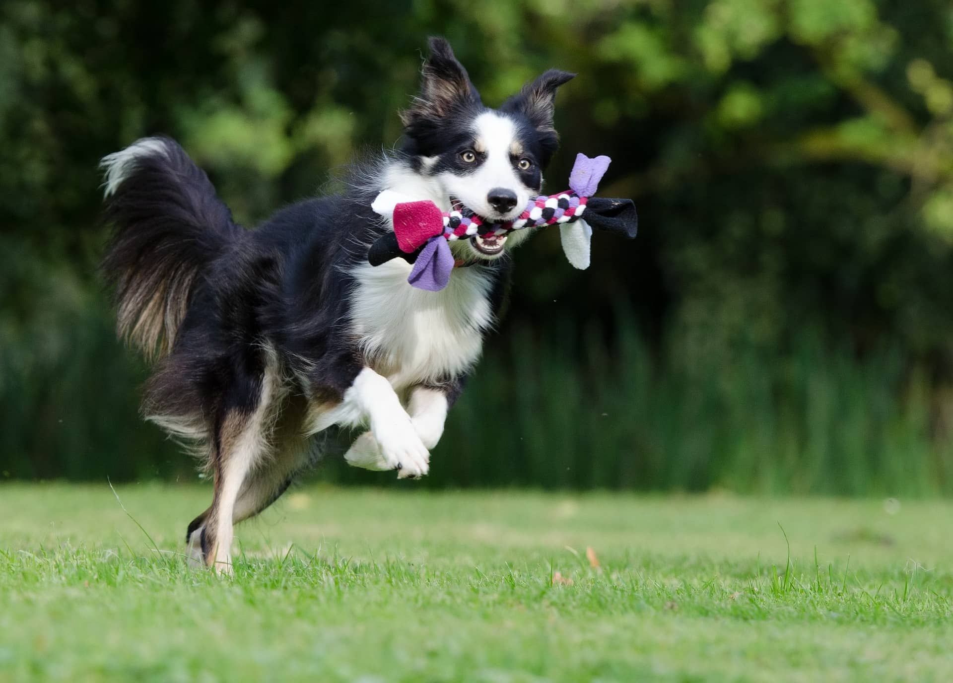 Border collies: High-energy, smart dogs that need lots of exercise