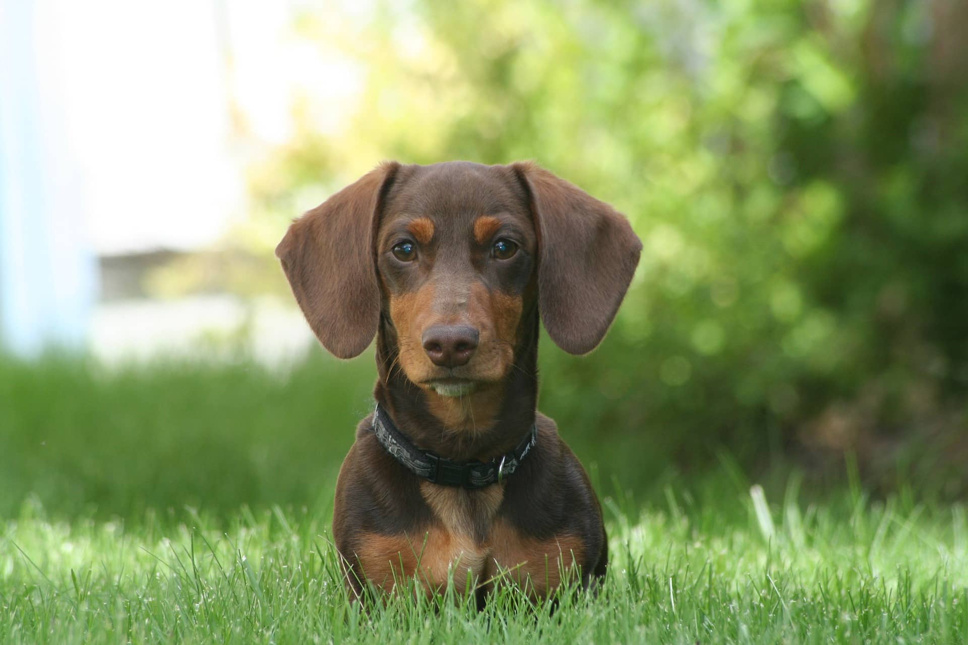 Training a store miniature dachshund puppy