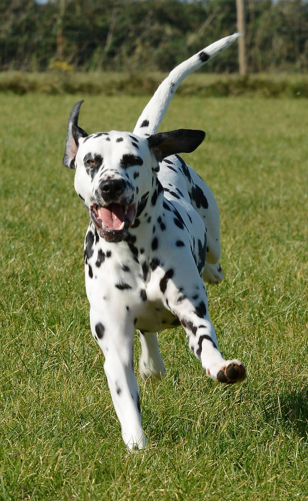 are dalmatians easy to train?
