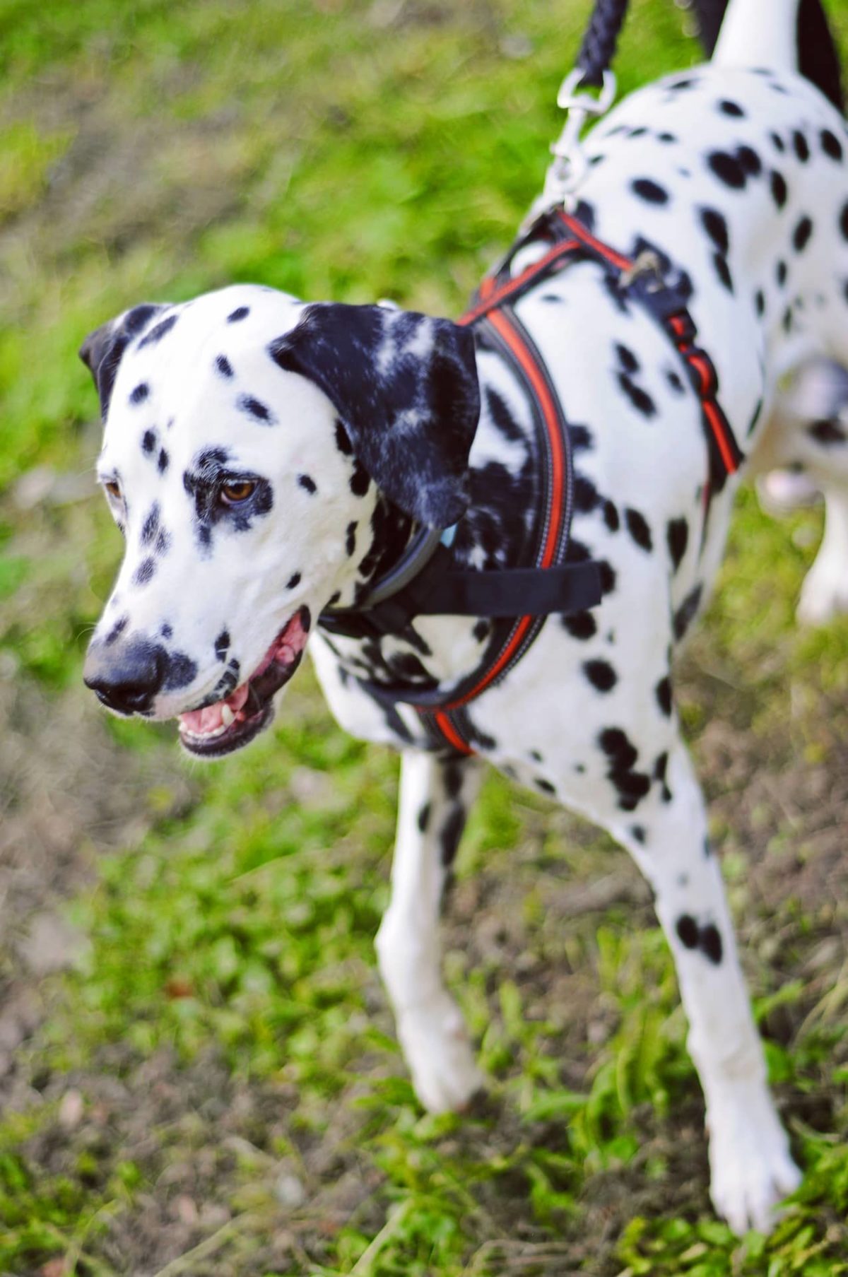 Dalmatian training