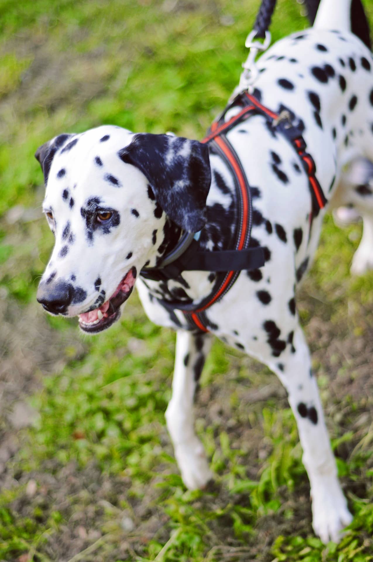 Dalmatian puppy training