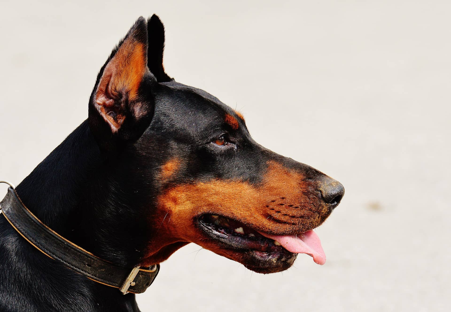 how many breeds make up a doberman