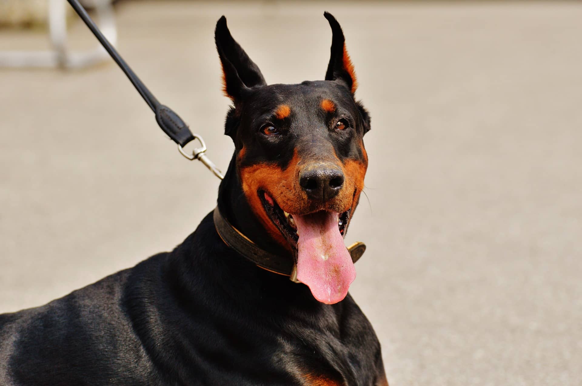 Doberman shop crate training