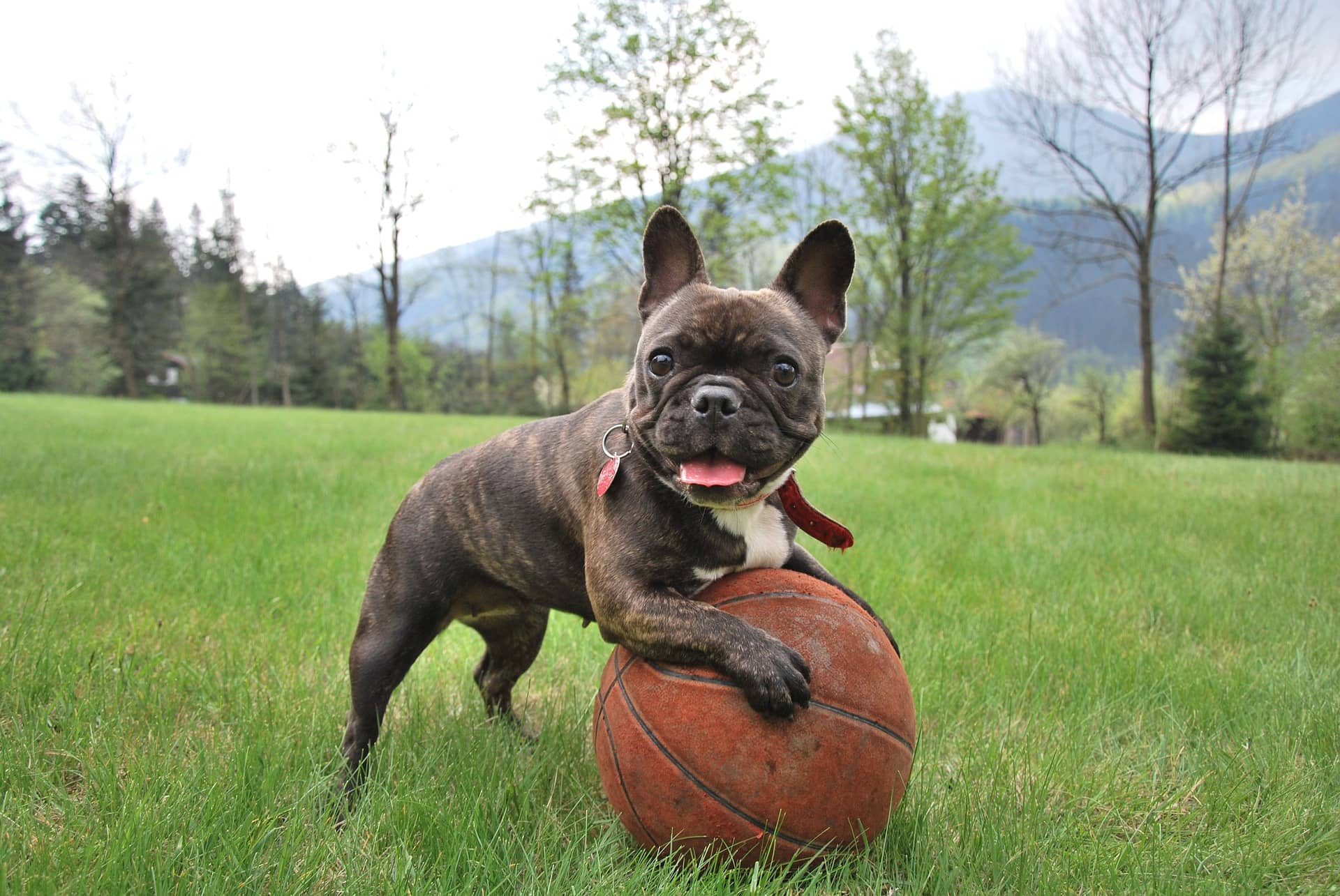 how to potty train a older french bulldog