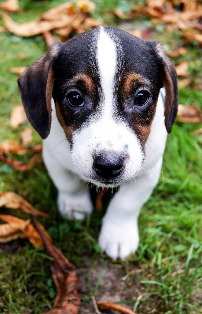 Jack Russel Training 