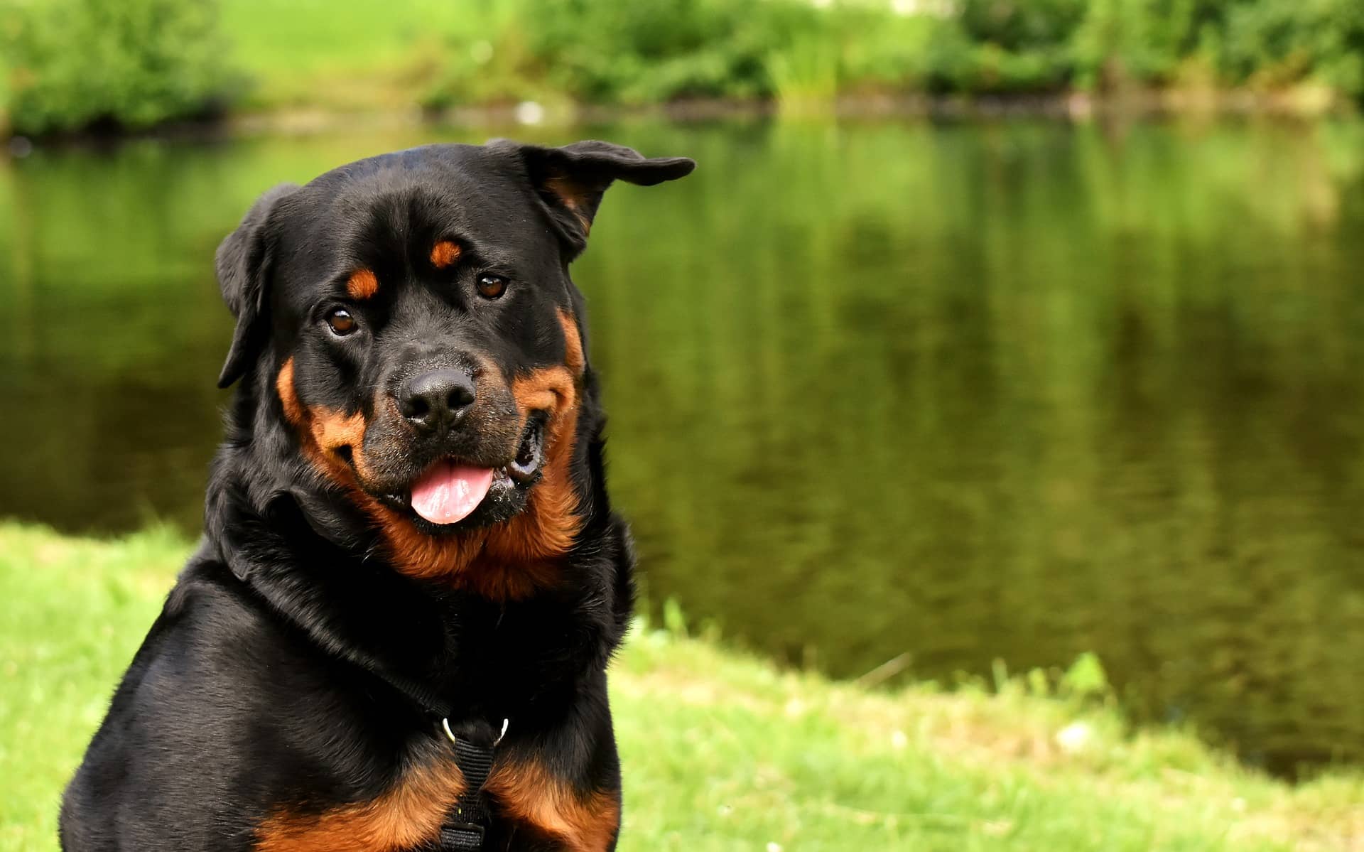 How to train a Rottweiler