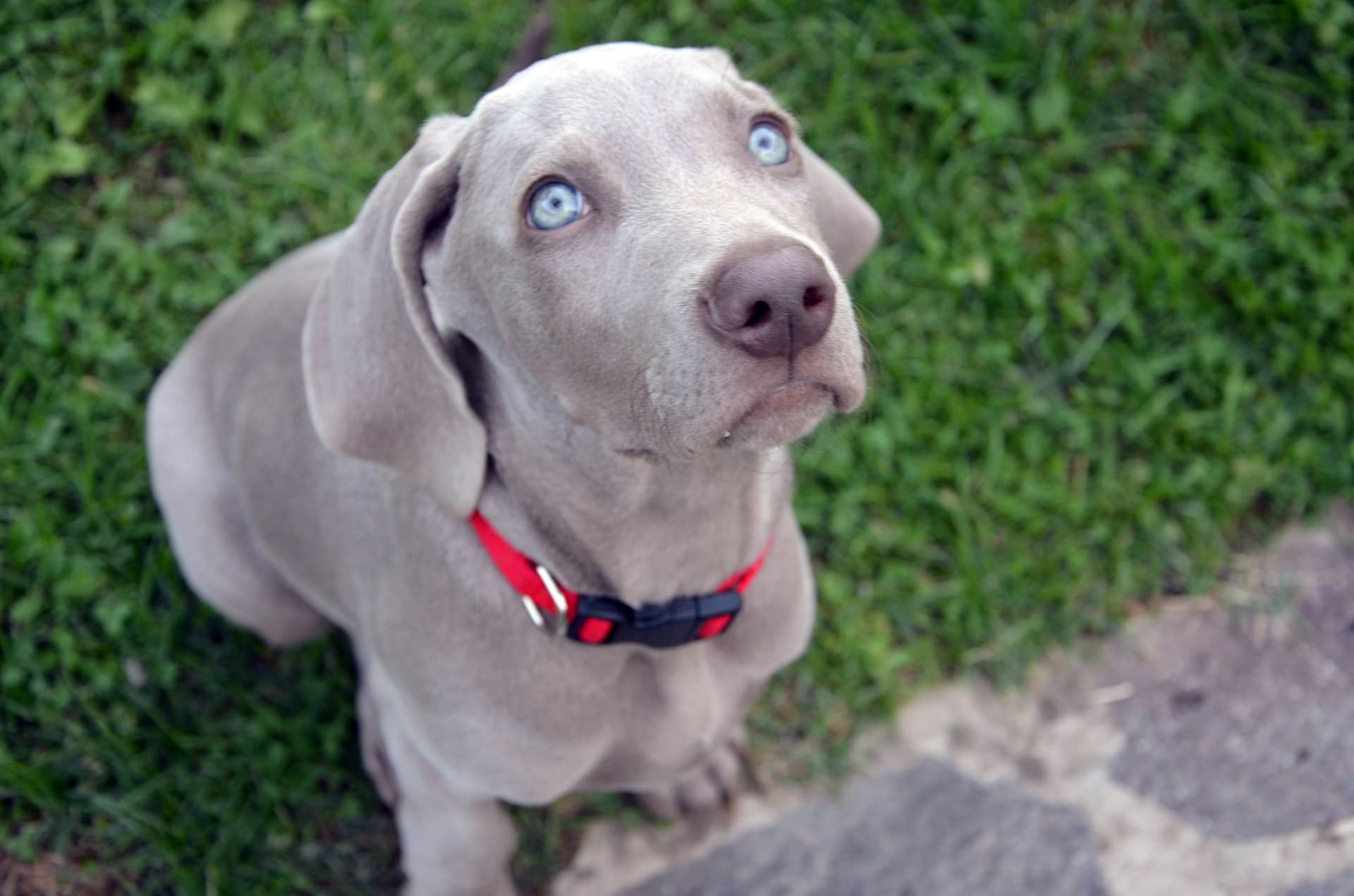 Puppy Weimaraners