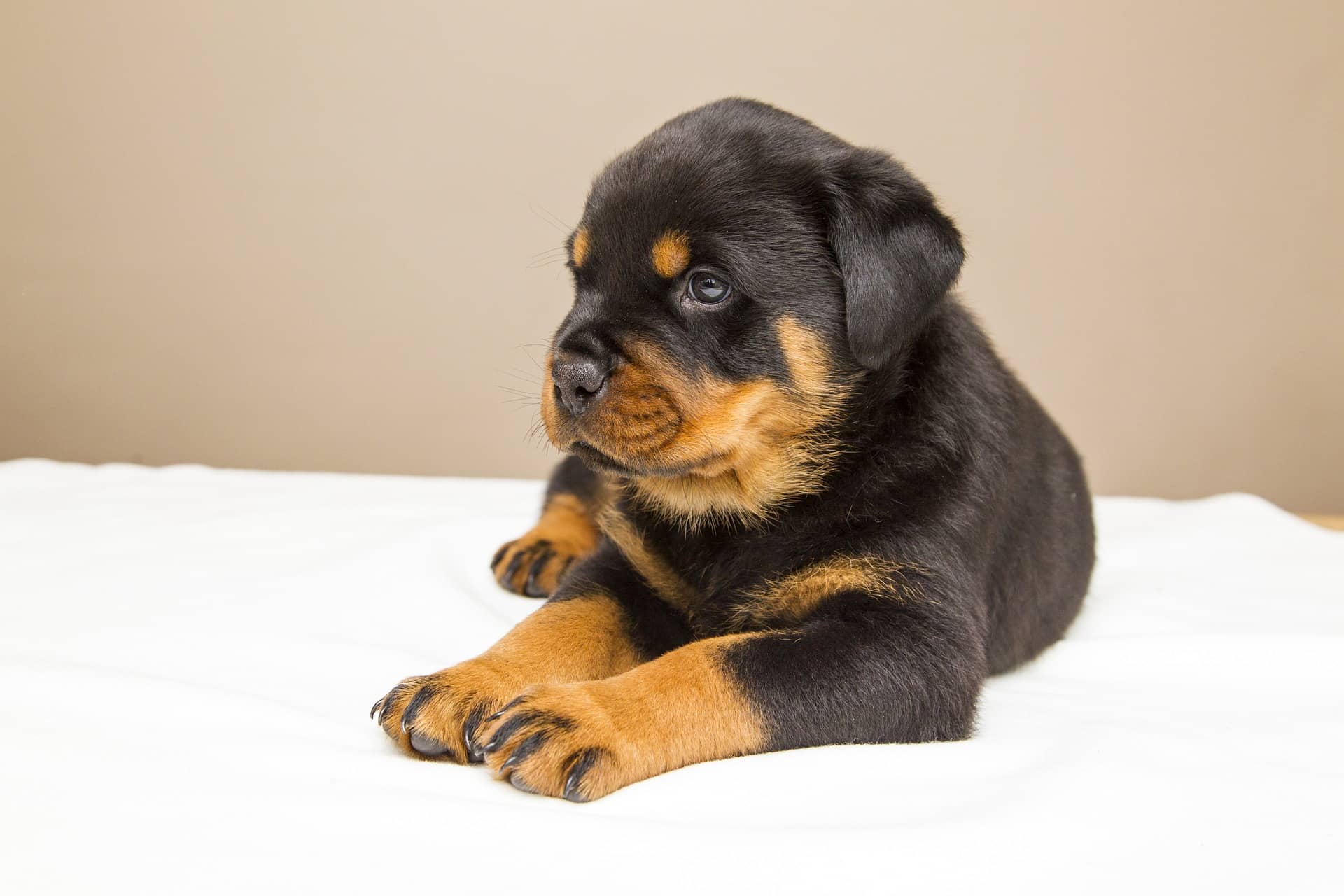 How to train a Rottweiler and Rottweiler Puppy Training