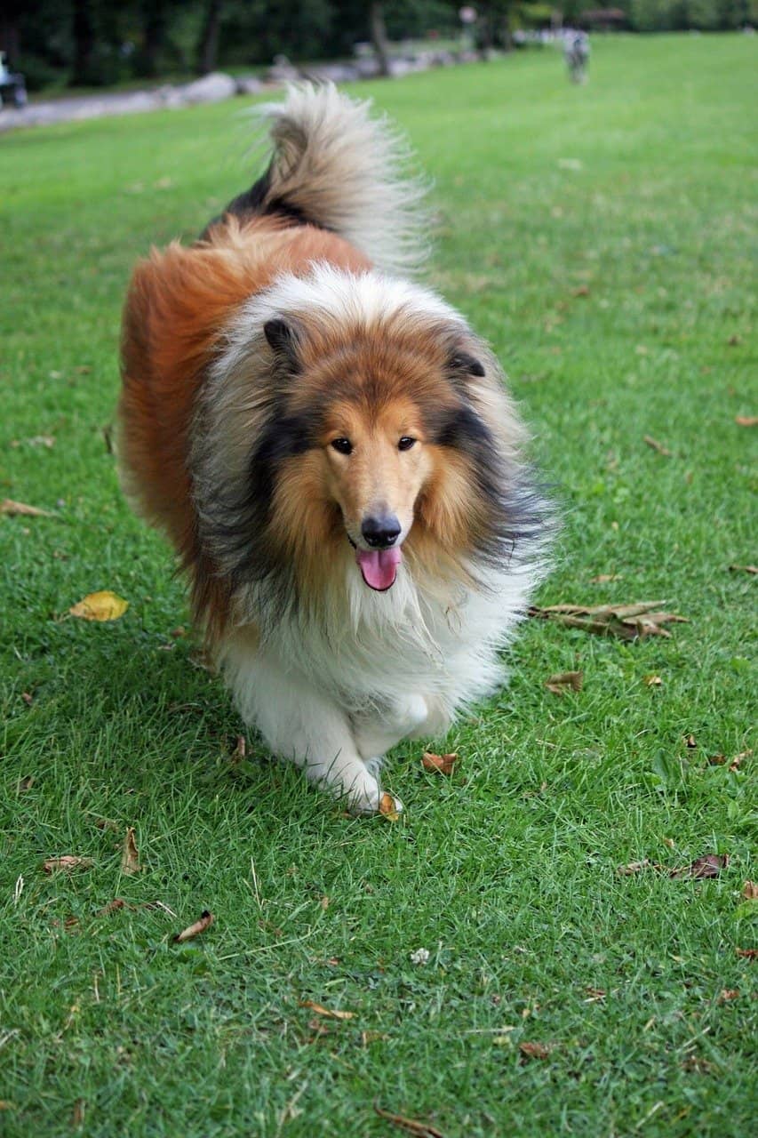 Learn about Rough Collies, including Rough Collie Puppies