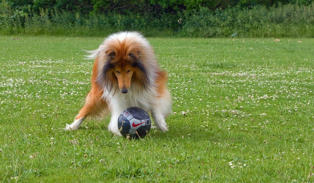 Long haired outlet collie puppy