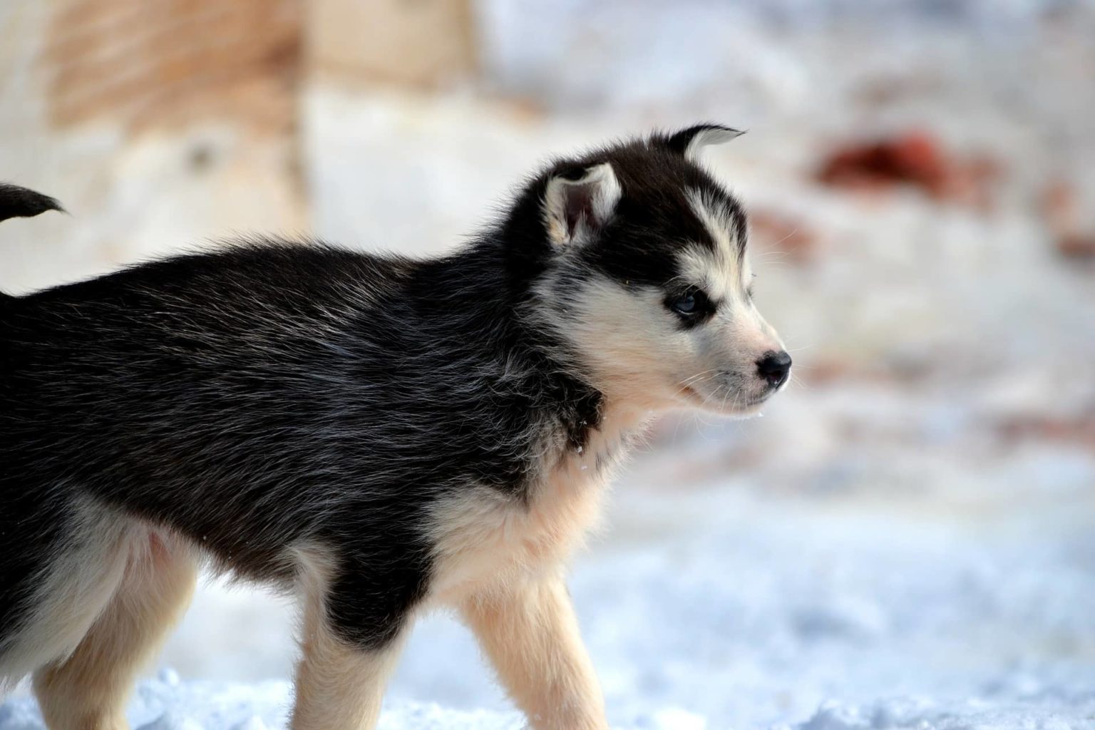 Siberian Husky Training | Puppy Training & Dog Boarding