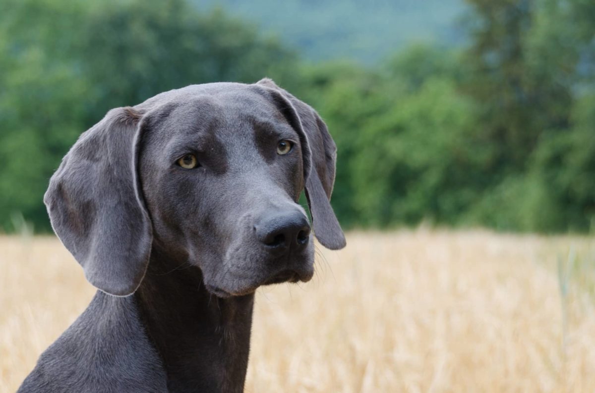 Weimaraner Training | Puppy & Dog Training | Surrey