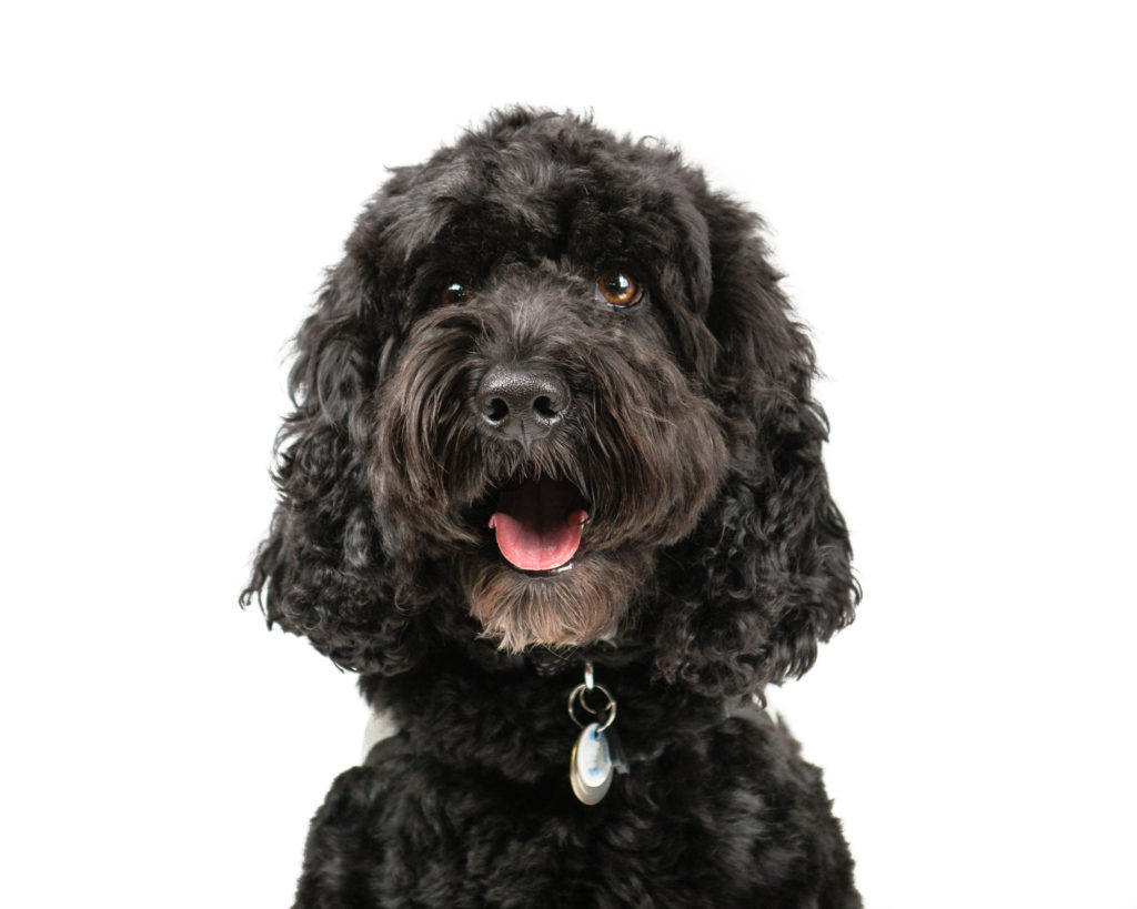 Cockapoo royvon