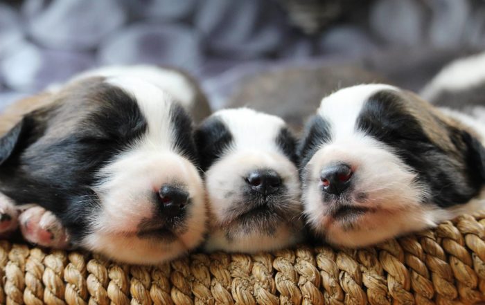 Choosing a puppy breeder