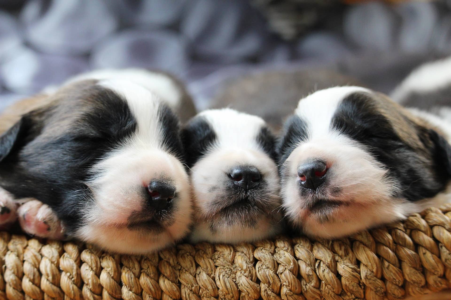Choosing a puppy breeder
