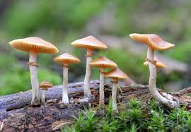 lots of wild mushrooms can be poisonous