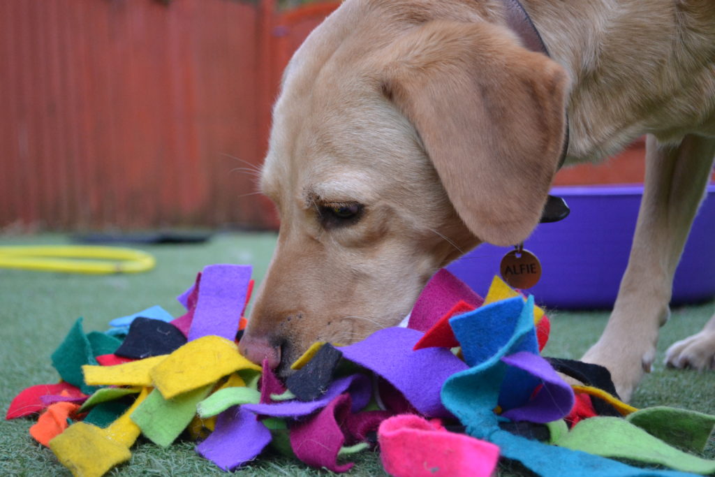 10 Great Dogs Indoor Activities during Rainy or Lazy Days