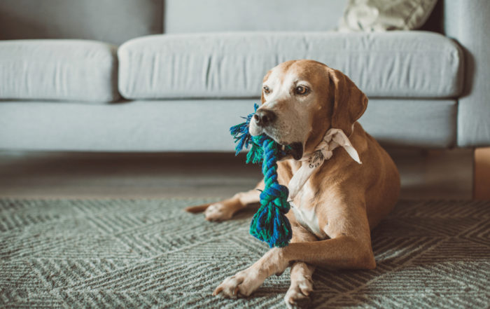 How to become a pet sitter