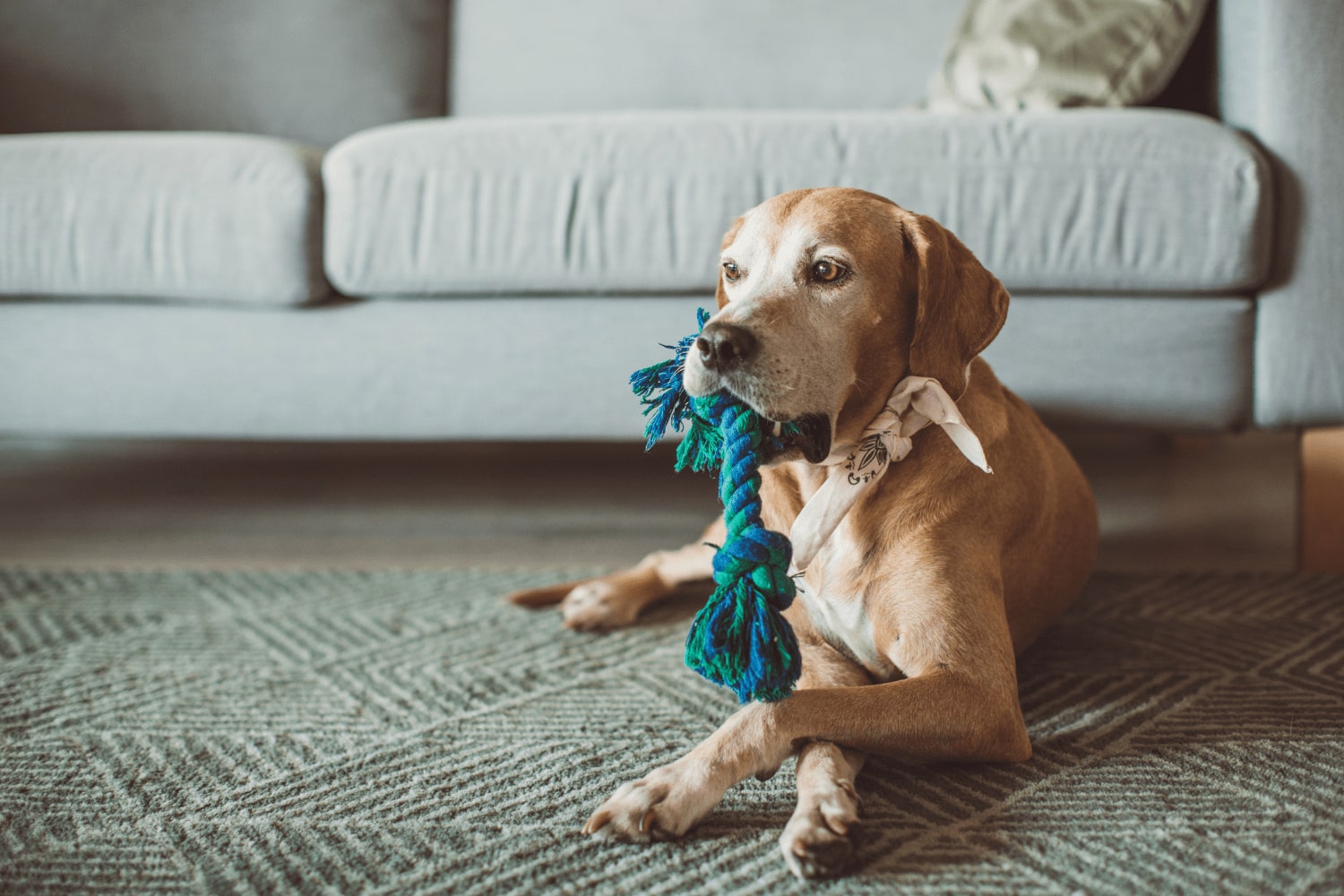How to become a pet sitter