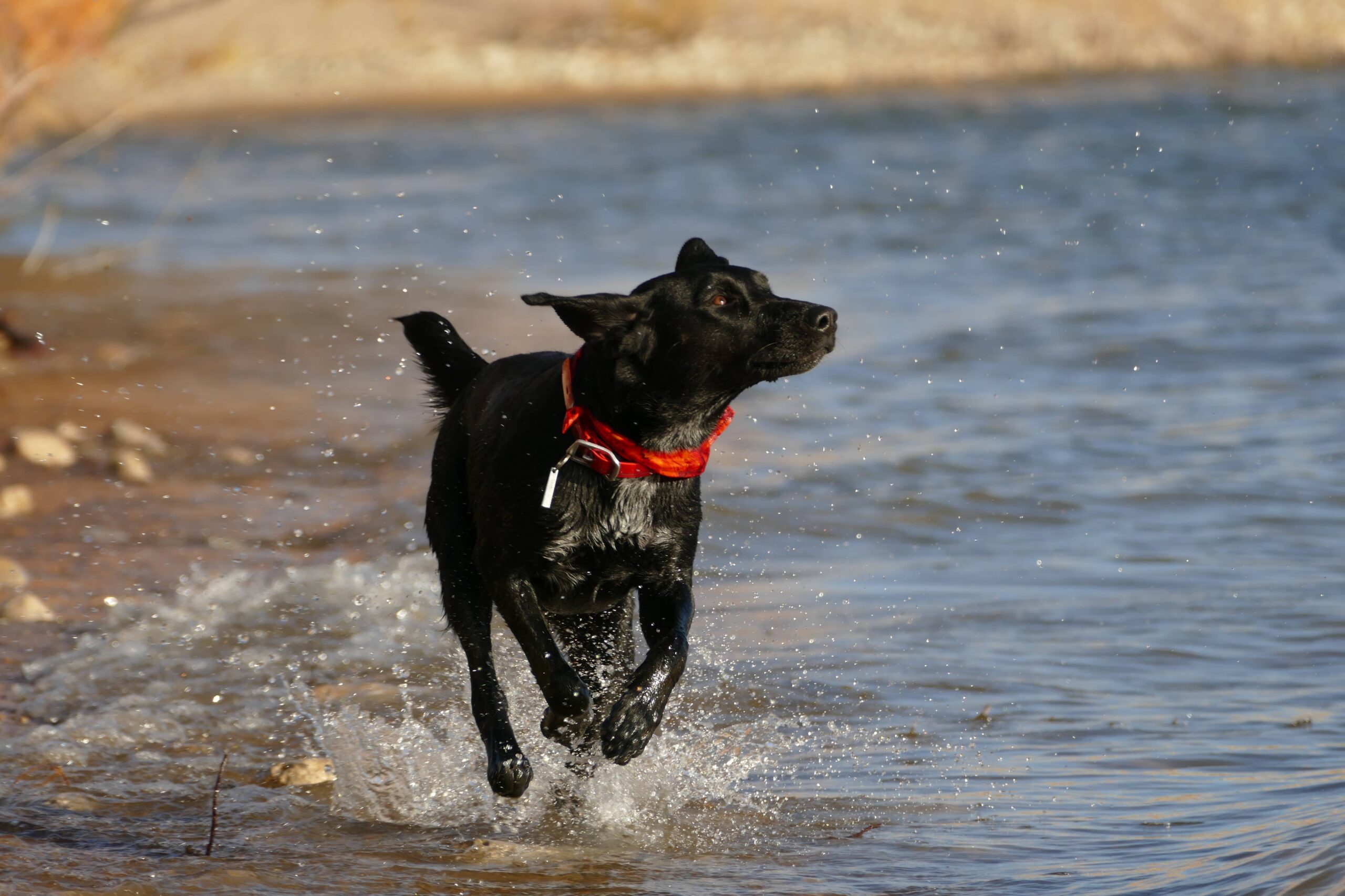 top 3 Dog Holidays in the UK