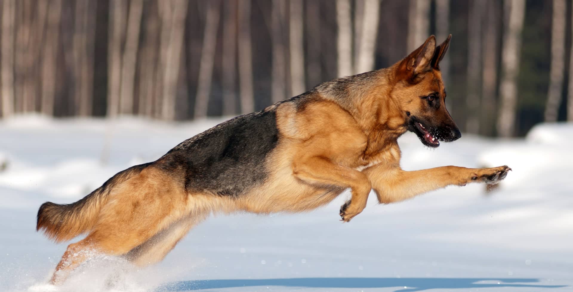 German Shepherd Training