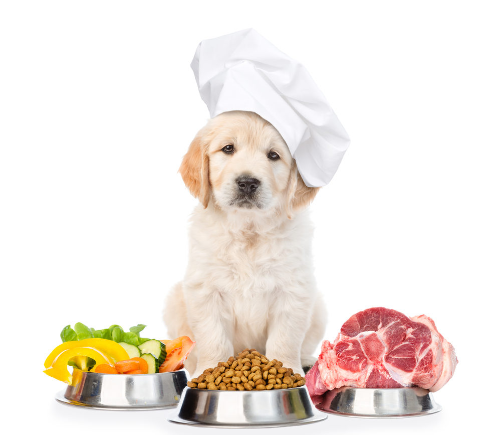 food rewards in puppy training: high level foods