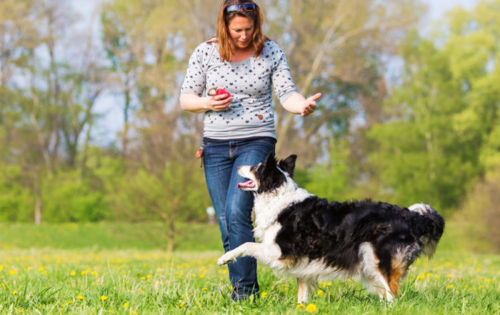 residential dog training