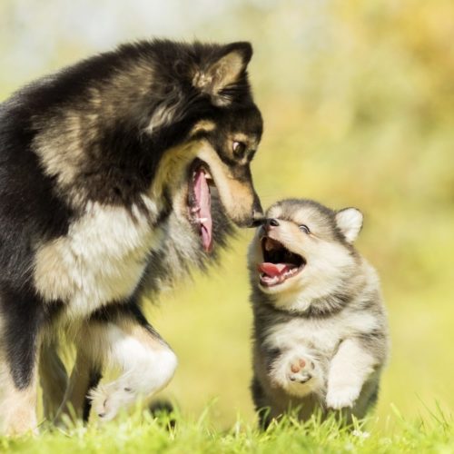 Puppy with mother