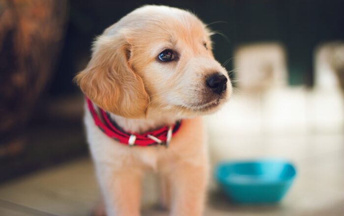 How to crate train your puppy