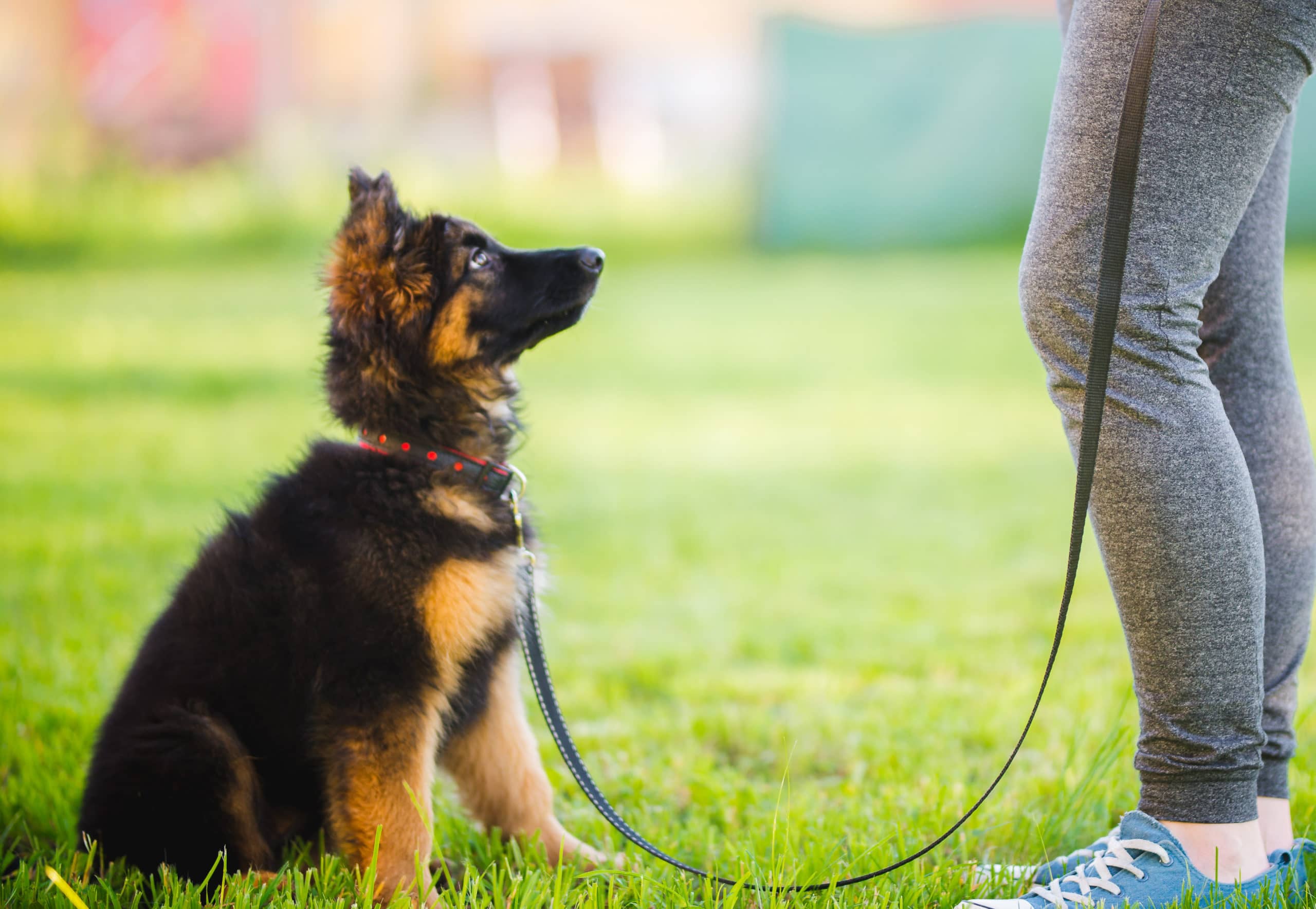 Puppy Training Rugby - Royvon Dog Training & Hotels