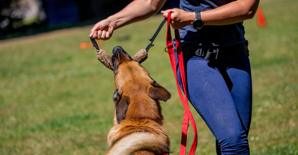 Dog Training For Aggressive Dogs