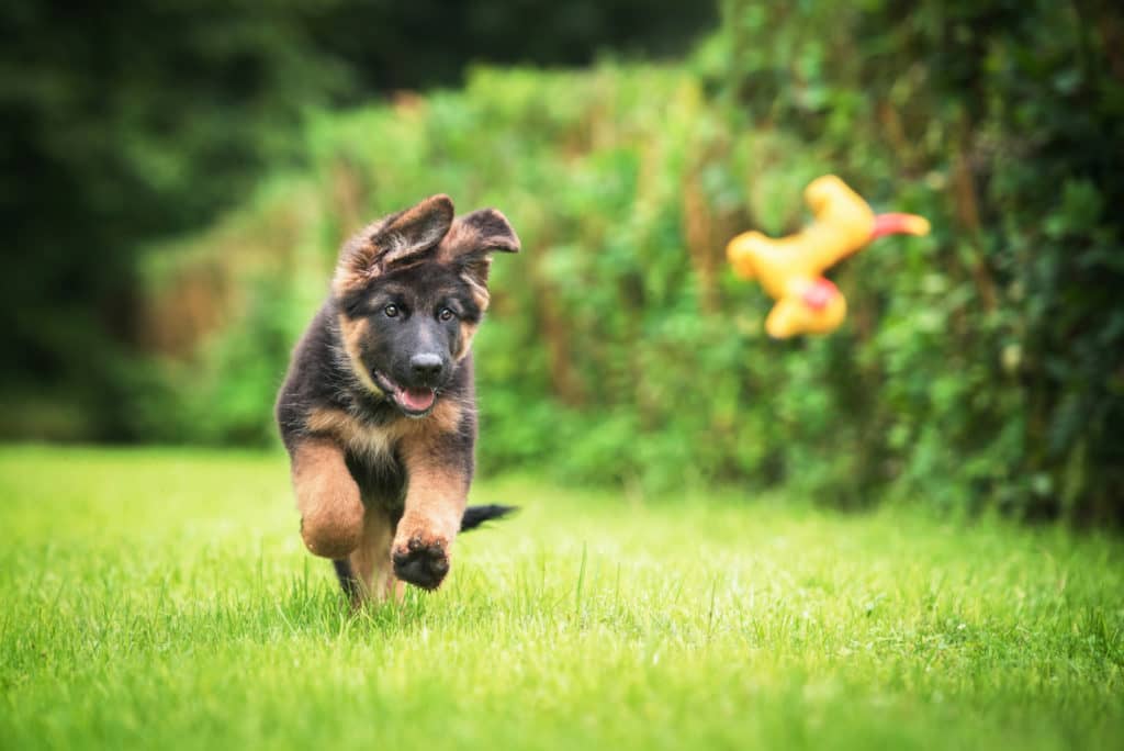 Puppy Life Skills: Motivating Your Puppy With Puppy Training Using Play