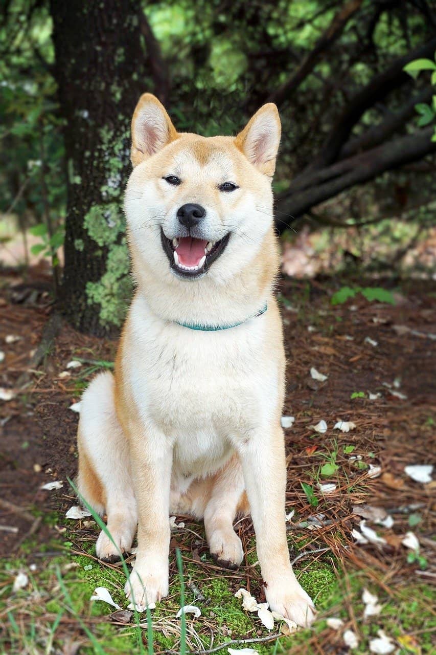 Shiba Inu Dog Shiba Inu Dog
