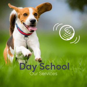 Dog training - day school