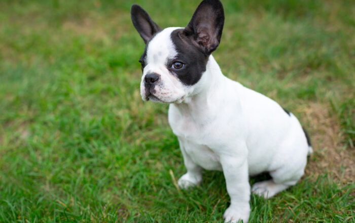 Baby the French Bulldog puppy