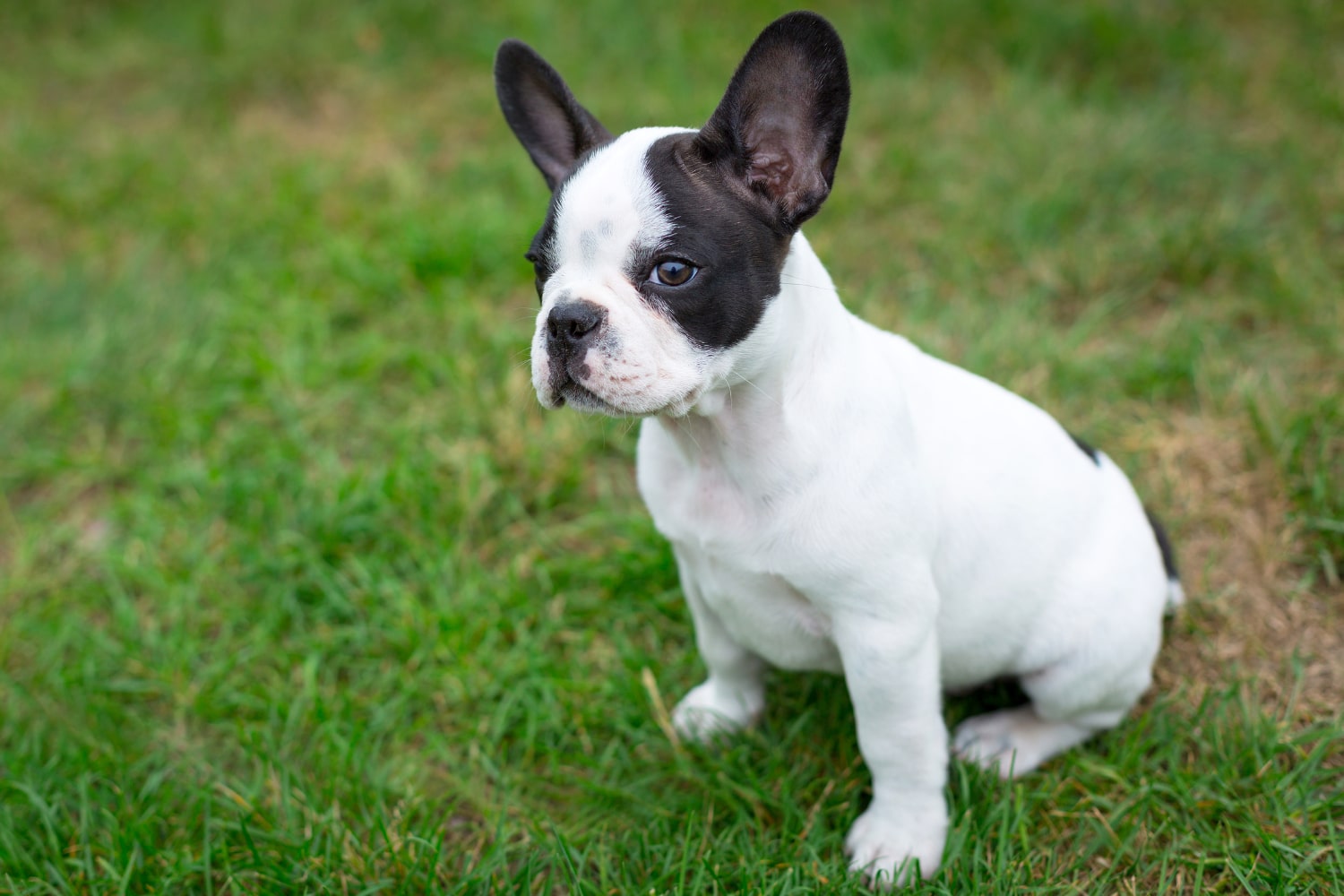 Baby the French Bulldog puppy