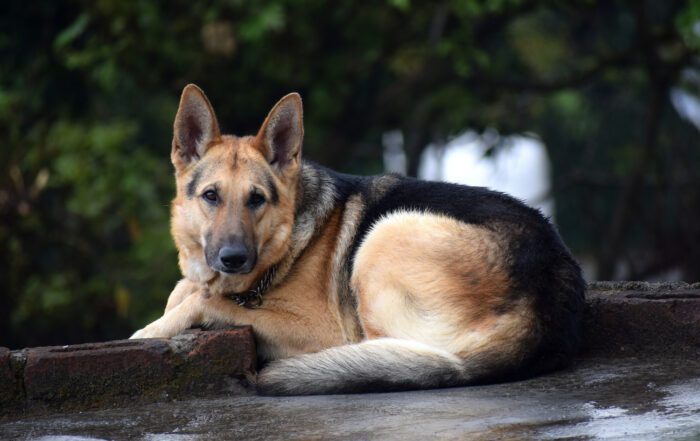 Chace the German Shepherd