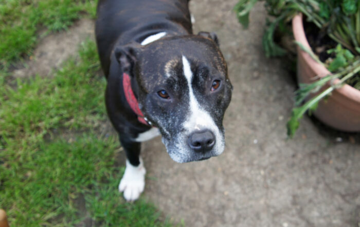 Cleo the Staffordshire Bull Terrier