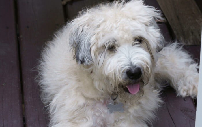 Dylan the Soft Coated Wheaten Terrier