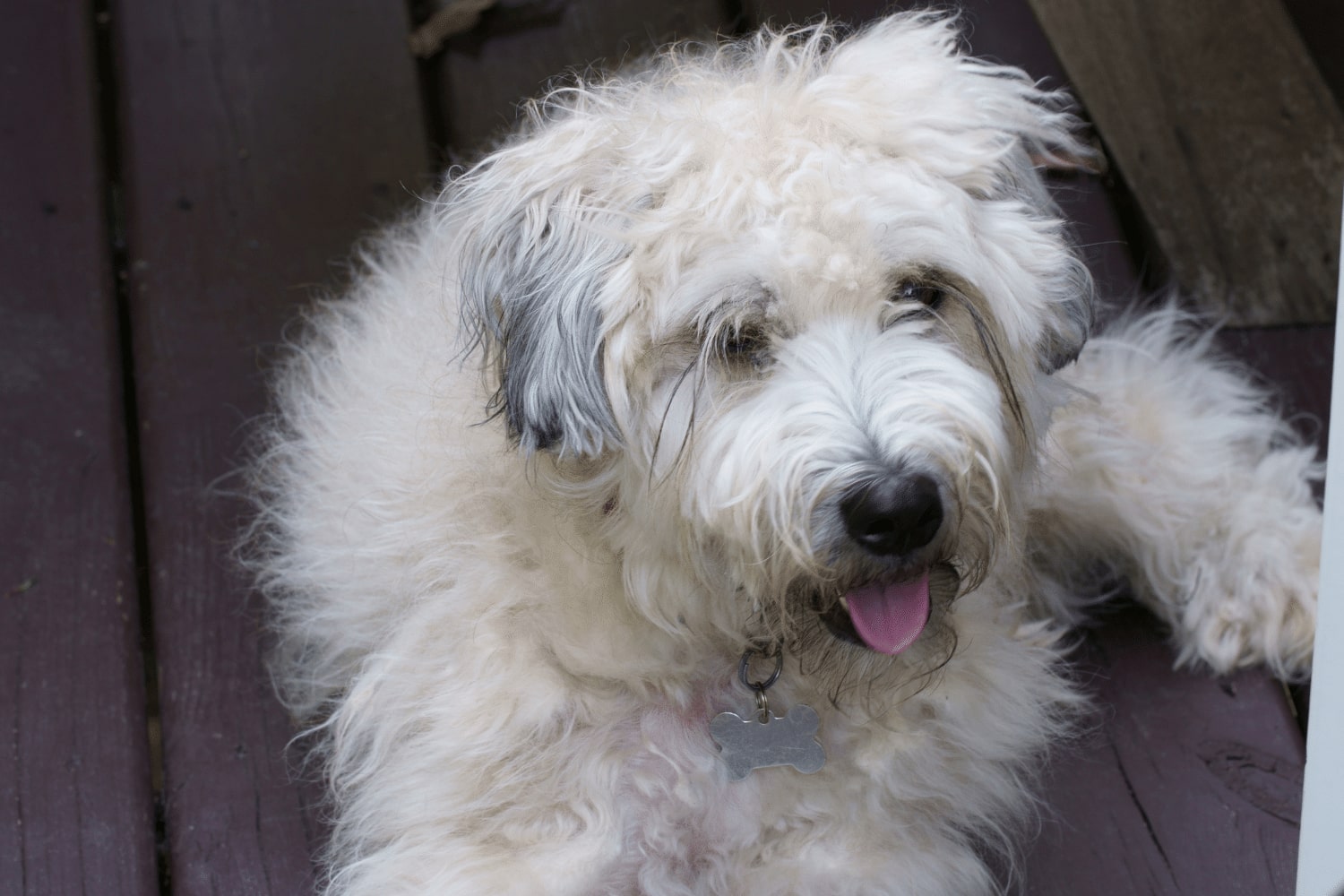 Dylan the Soft Coated Wheaten Terrier